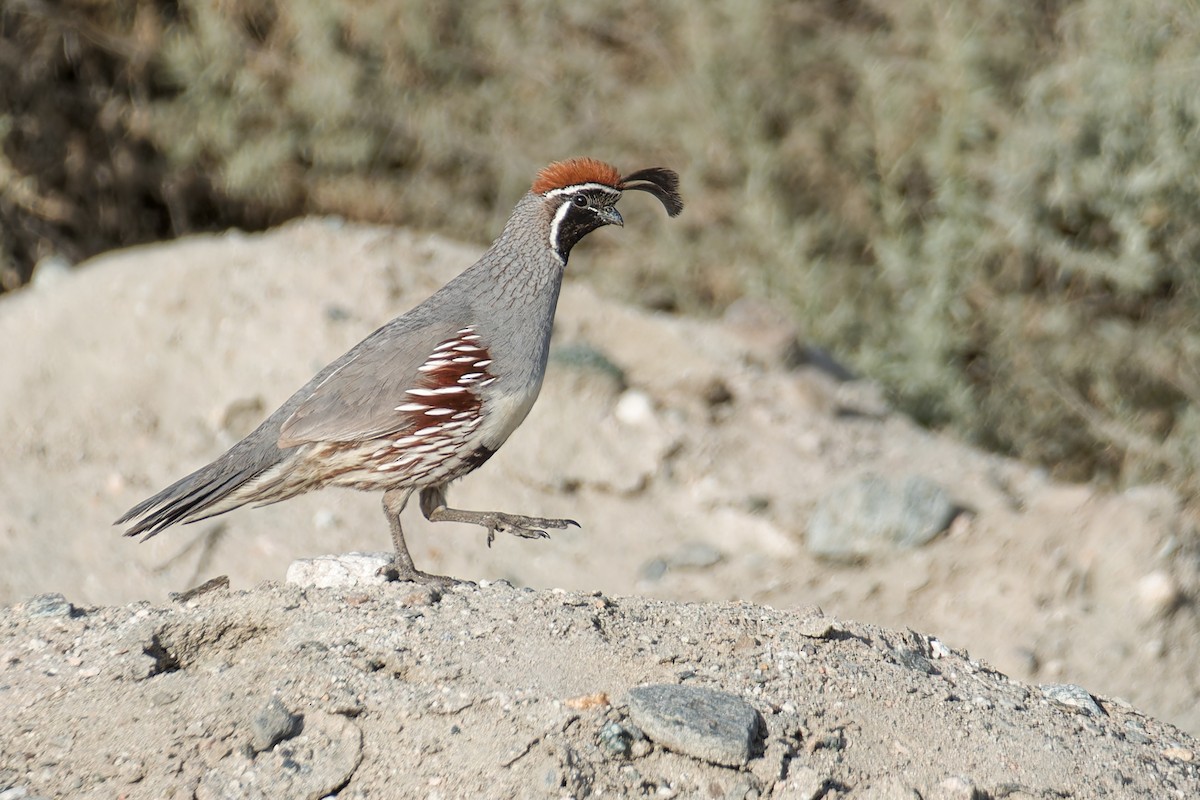 Gambel's Quail - ML634034251