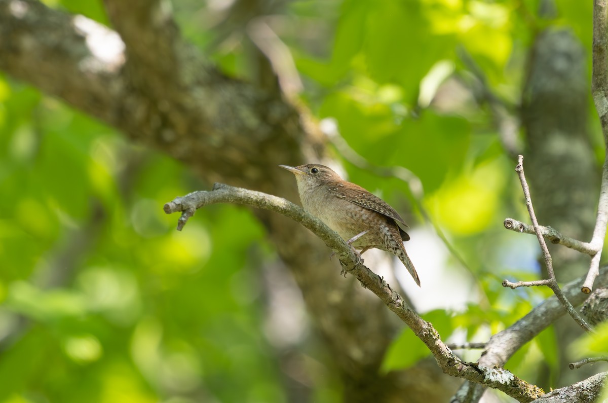 Northern House Wren - ML634034319