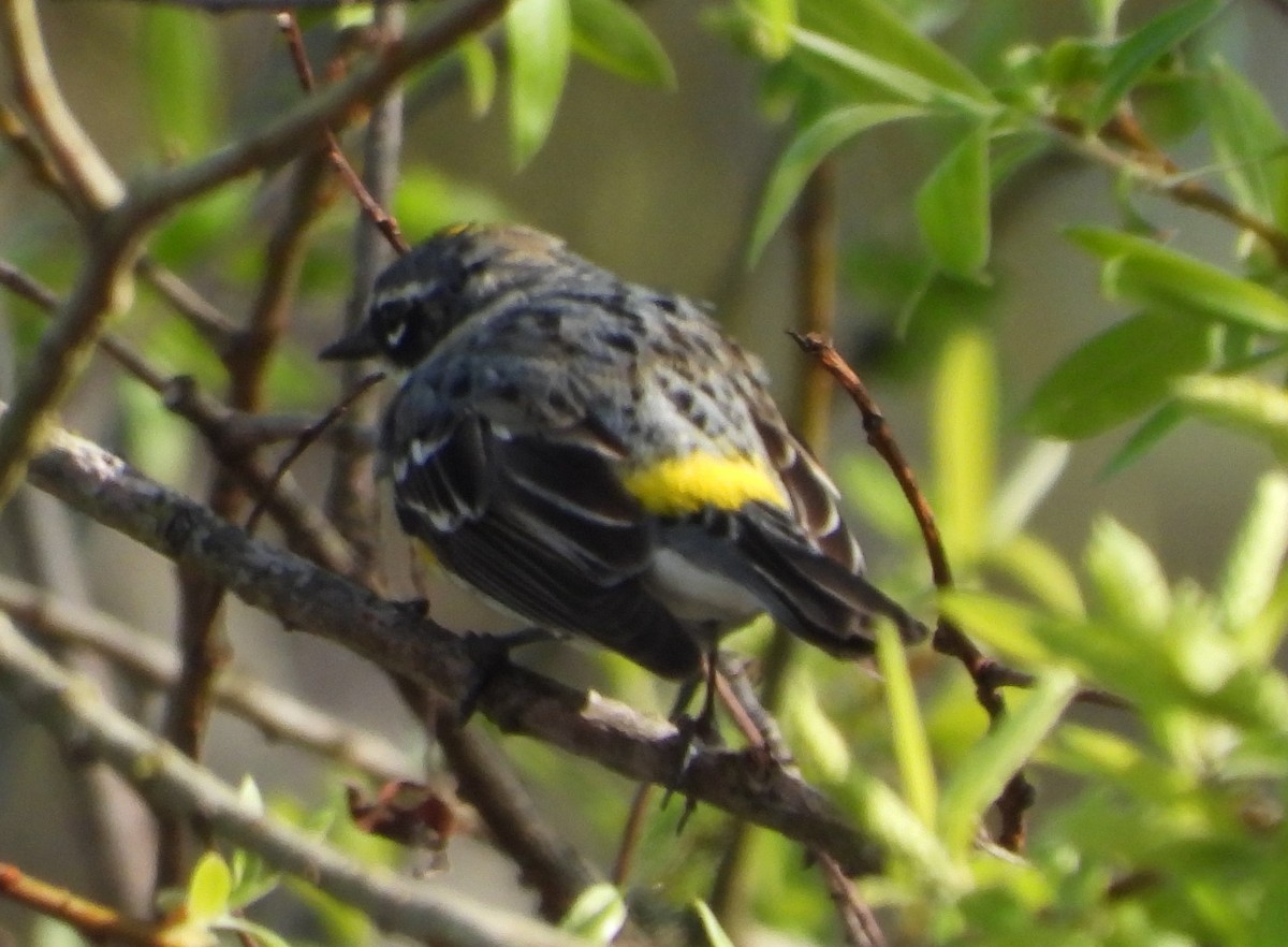 Yellow-rumped Warbler - ML634034332