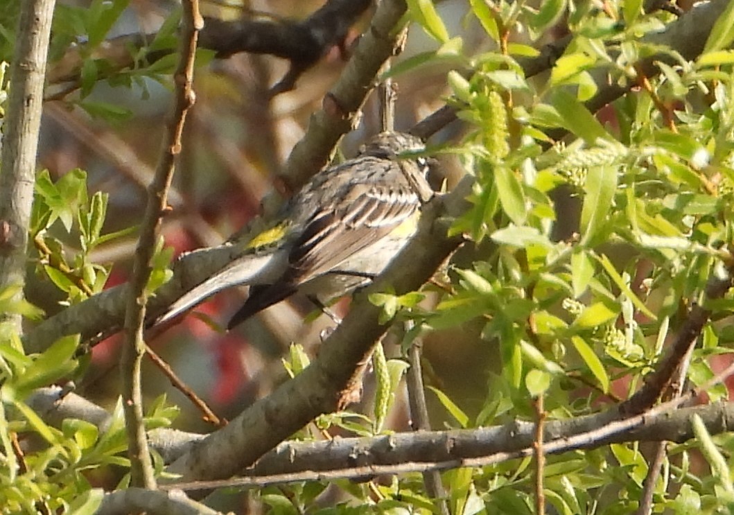 Yellow-rumped Warbler - ML634034333