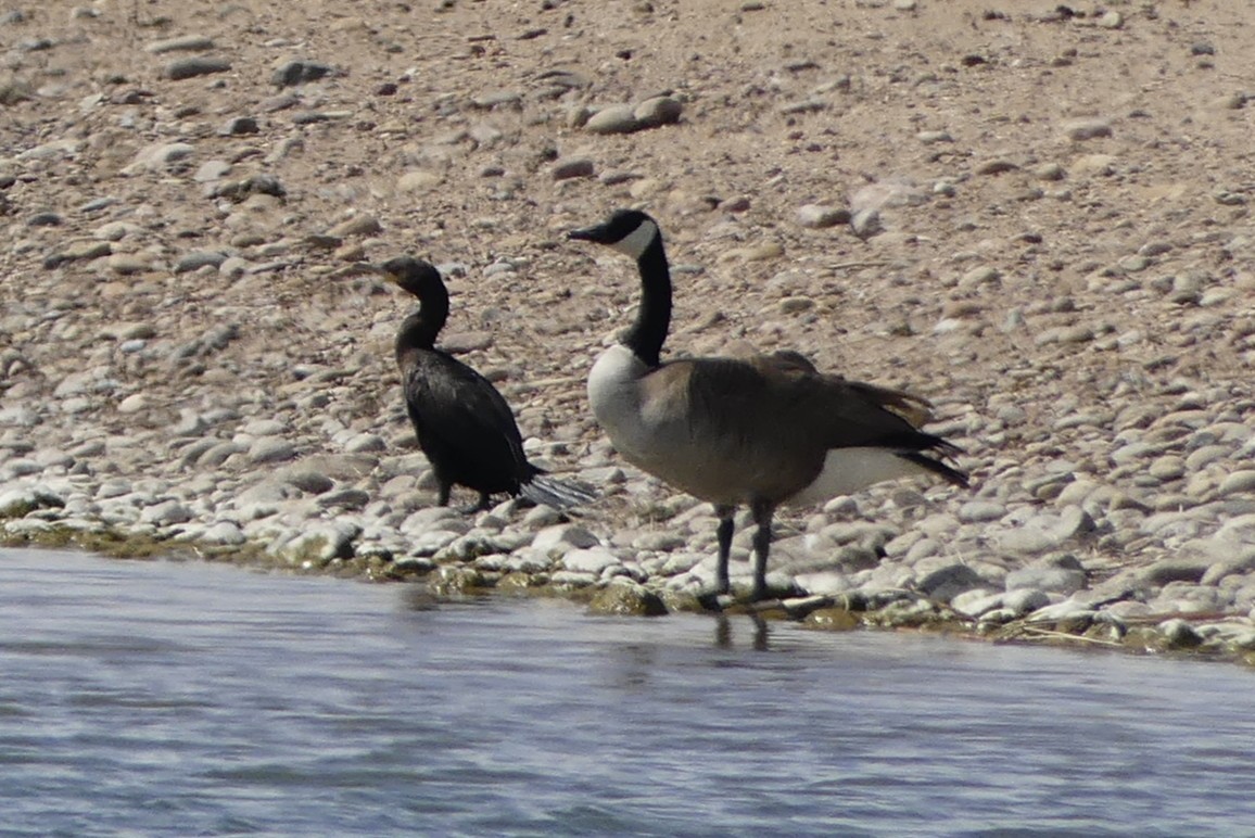 Neotropic Cormorant - ML634034477