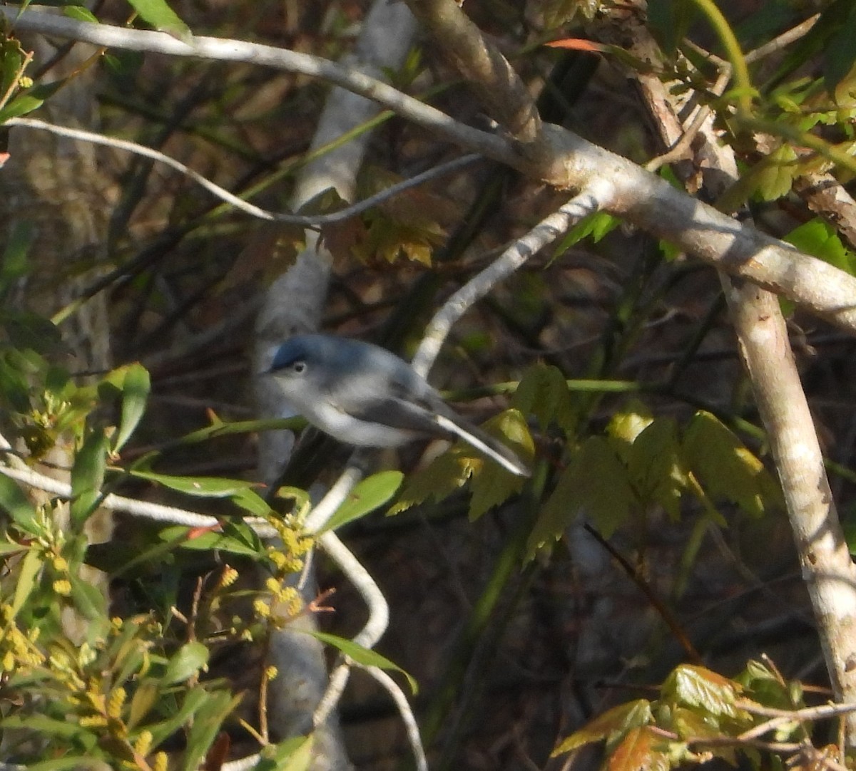 Blue-gray Gnatcatcher - ML634034525