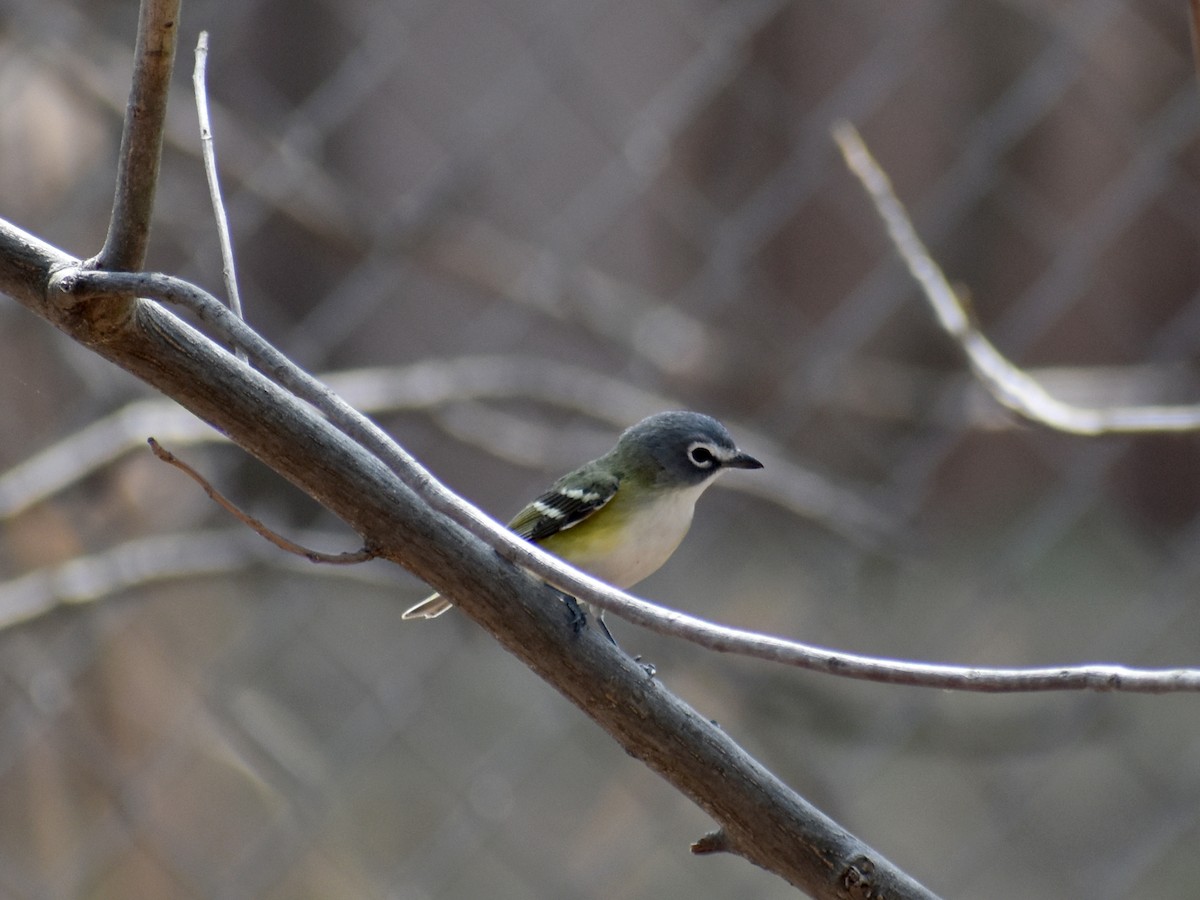 Blue-headed Vireo - ML634034575