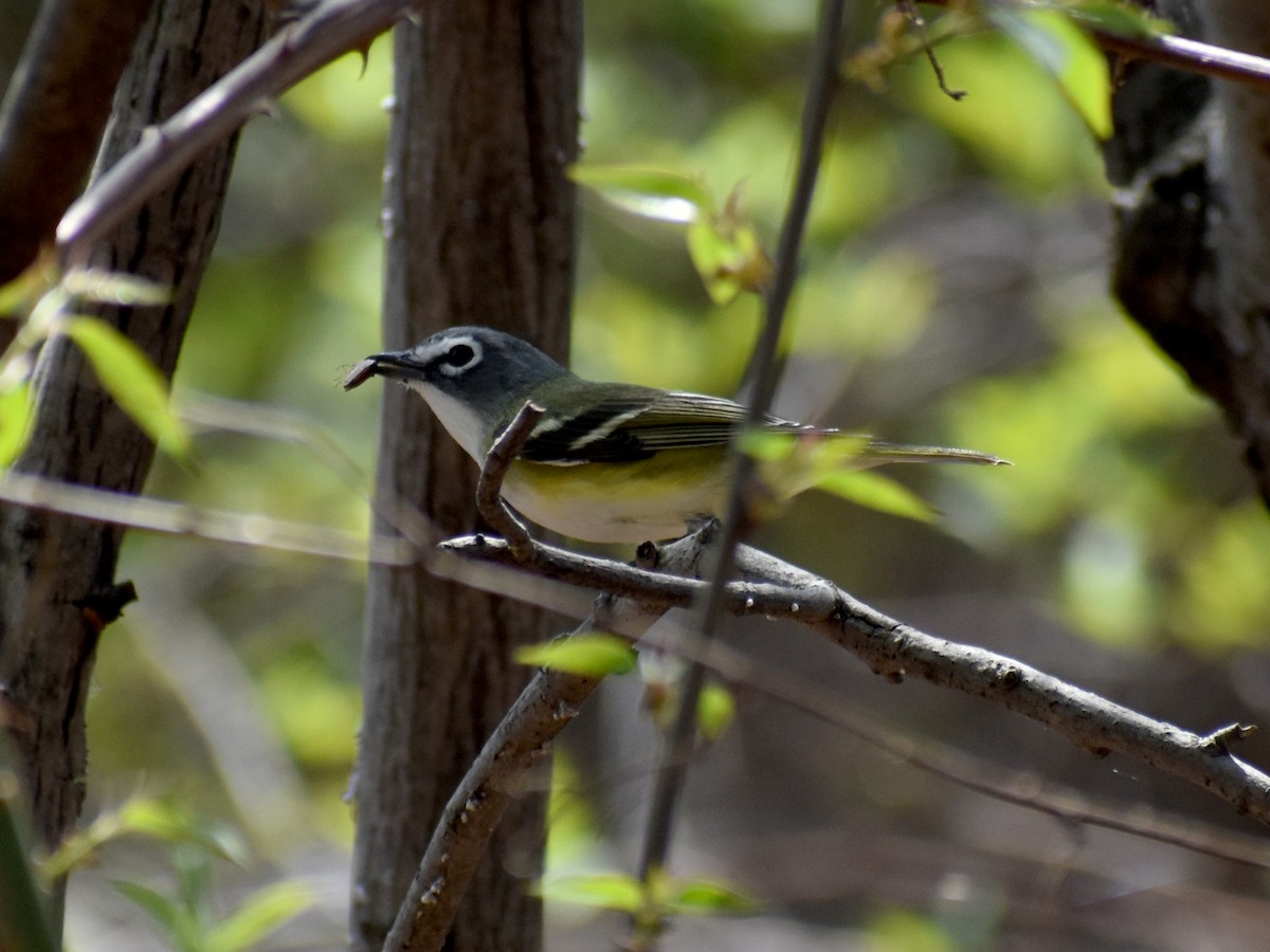 Blue-headed Vireo - ML634034578
