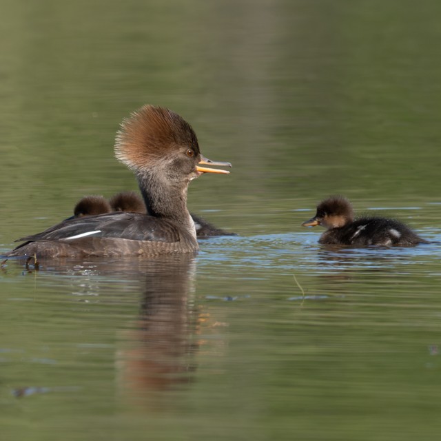 Hooded Merganser - ML634034614