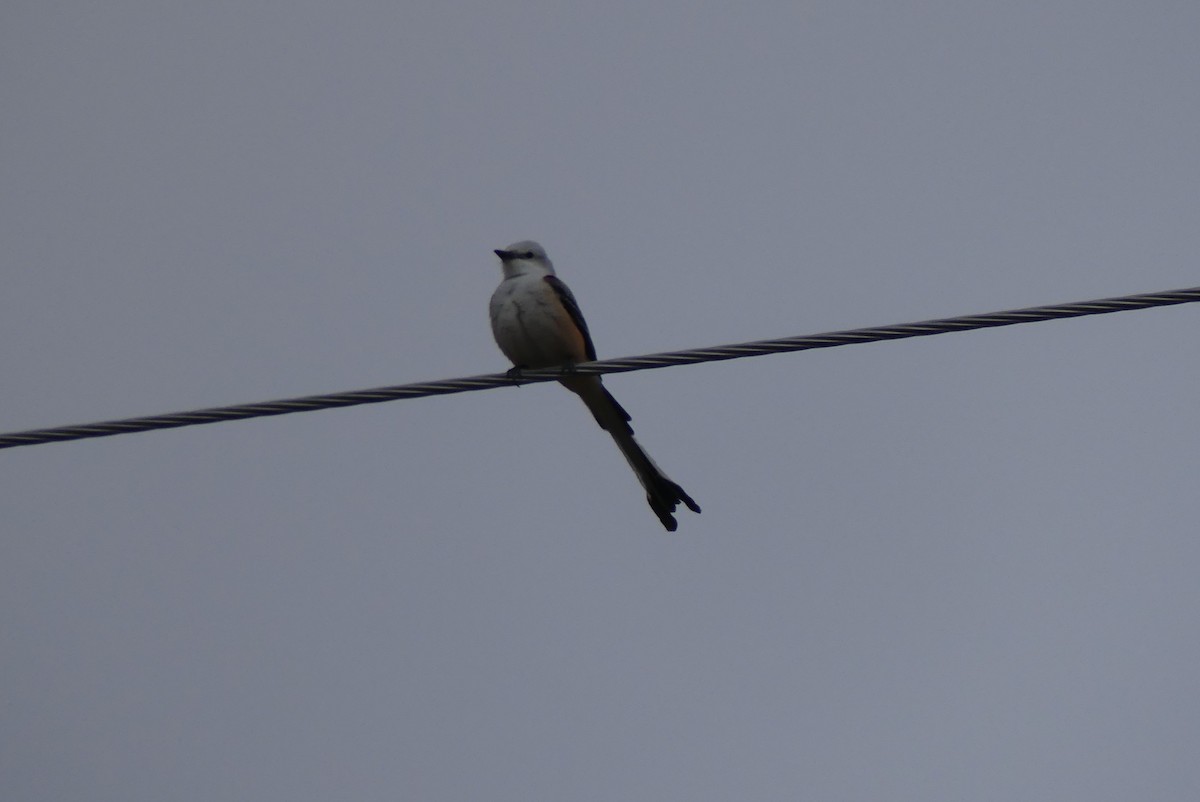 Scissor-tailed Flycatcher - ML634034620