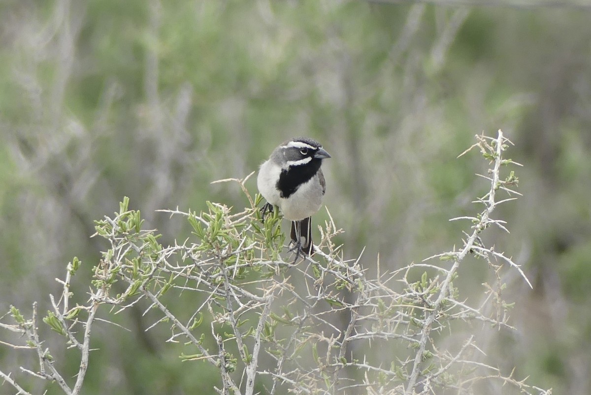 Black-throated Sparrow - ML634034683