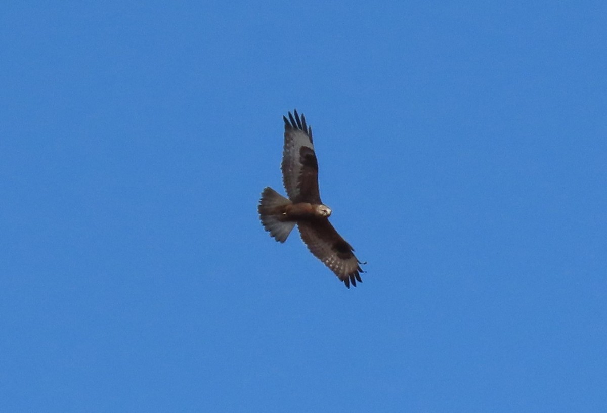 Rough-legged Hawk - ML634034695