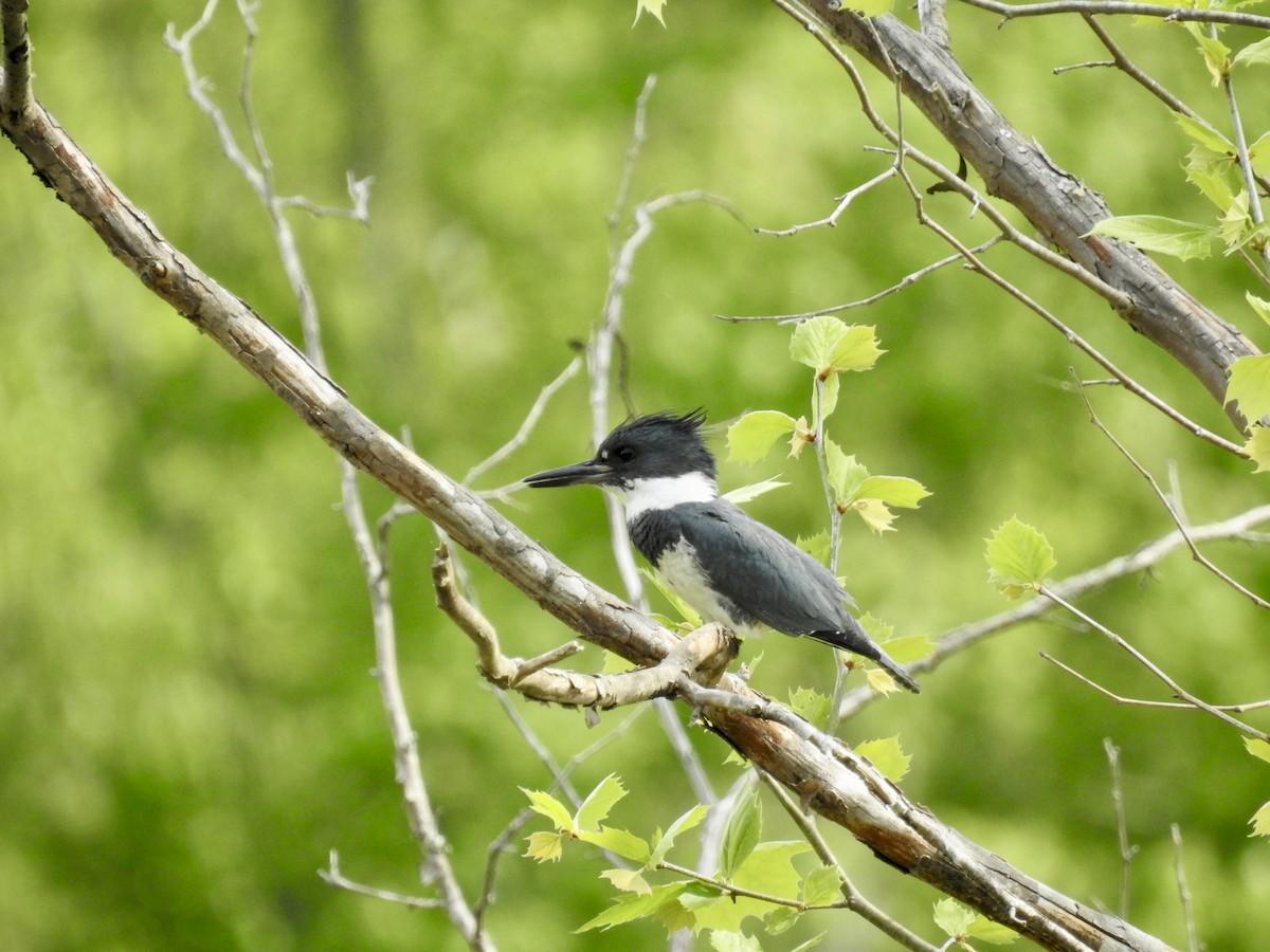 Belted Kingfisher - ML634034741