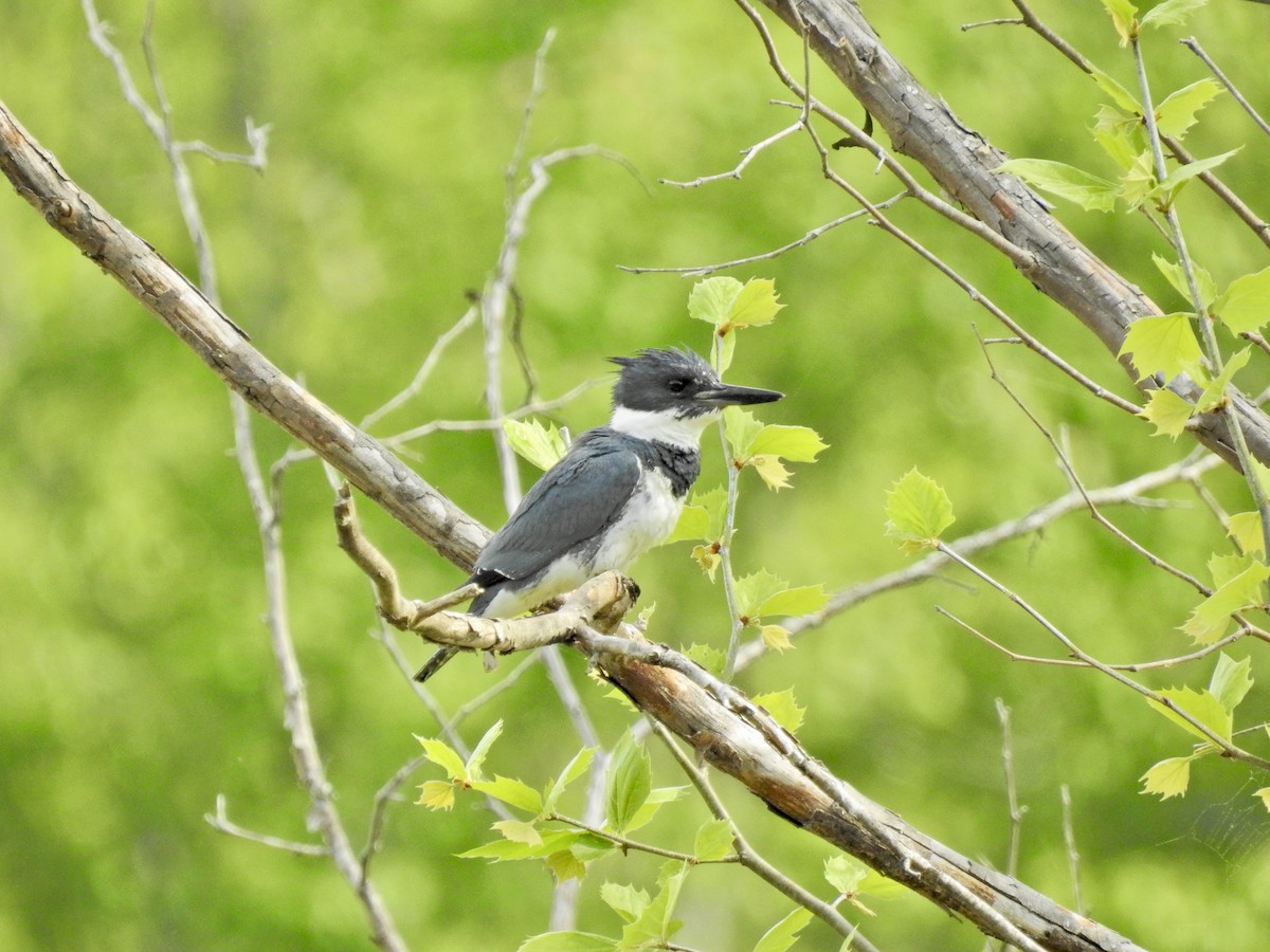 Belted Kingfisher - ML634034751