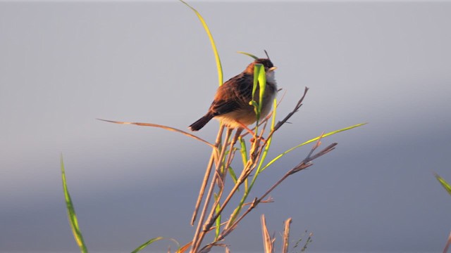 棕扇尾鶯(terrestris/uropygialis) - ML634034768