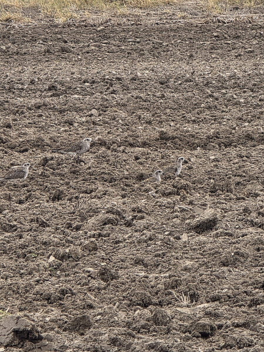 kulík hnědokřídlý - ML634034805