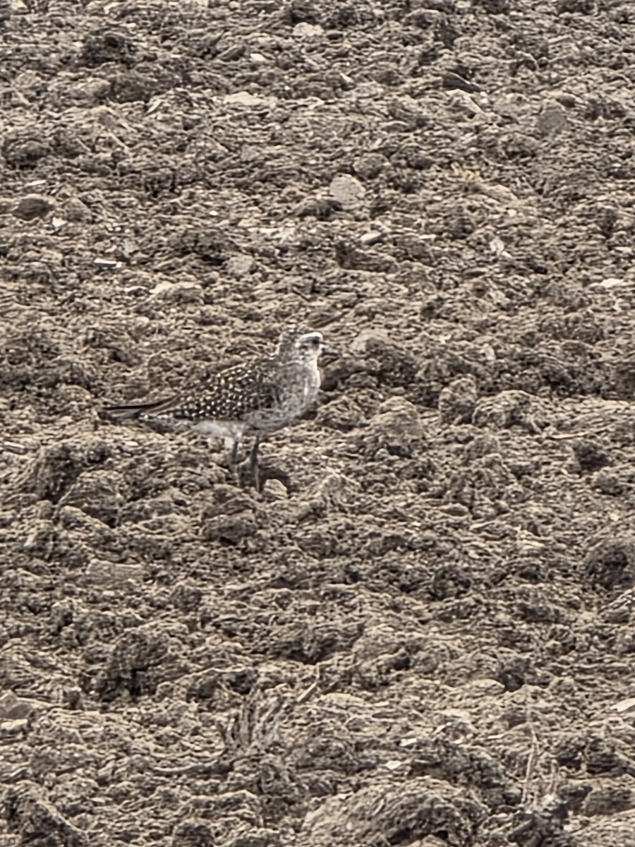 kulík hnědokřídlý - ML634034816