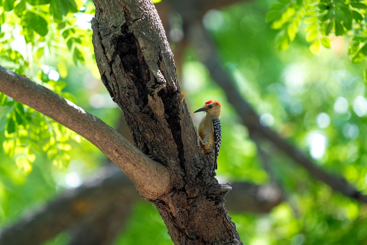 Red-crowned Woodpecker - ML634034870