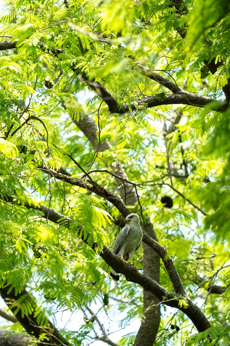 Gray-lined Hawk - ML634034885