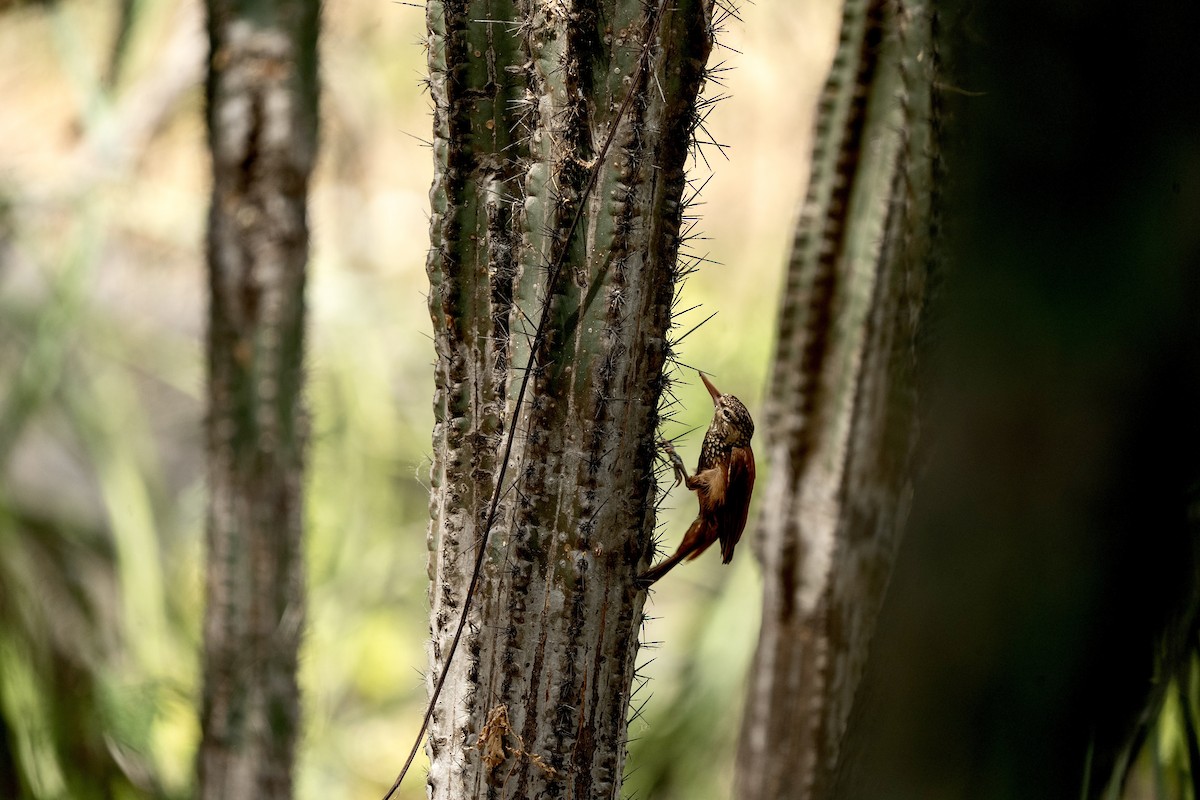 Straight-billed Woodcreeper - ML634034923