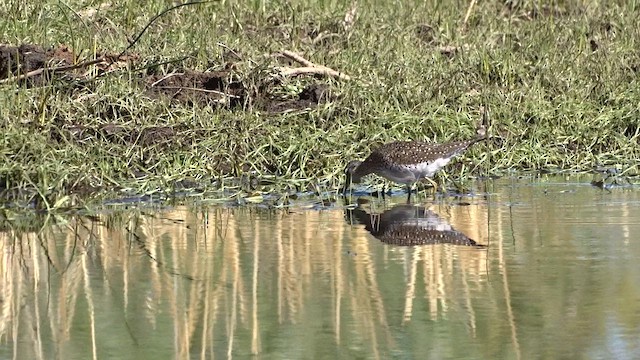 Solitary Sandpiper - ML634034941