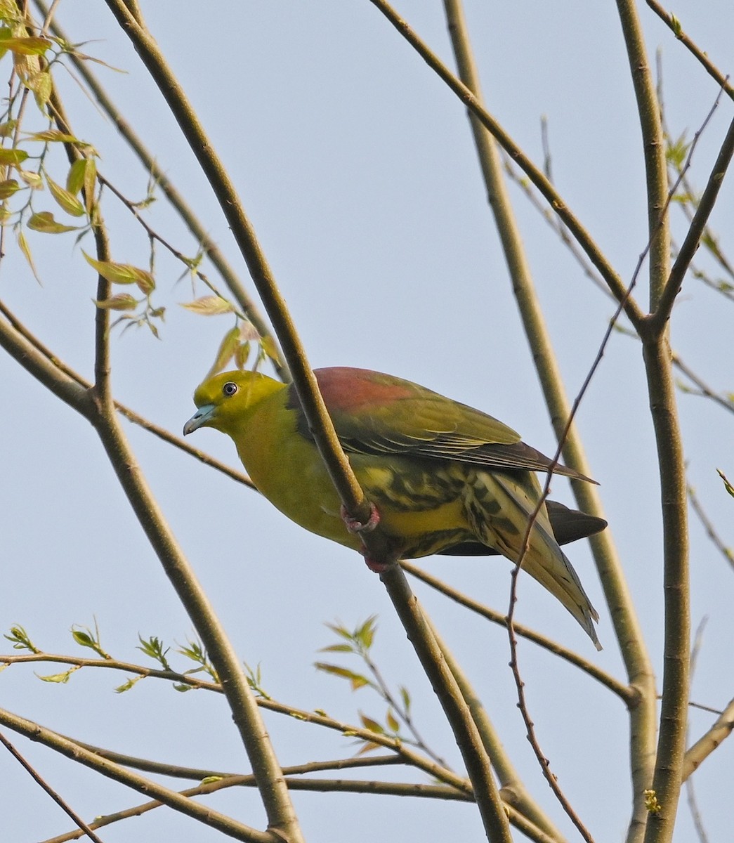 Ashy-headed Green-Pigeon - ML634034964