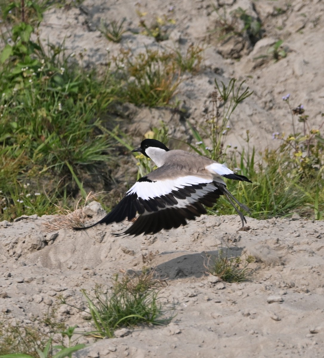 River Lapwing - ML634035038