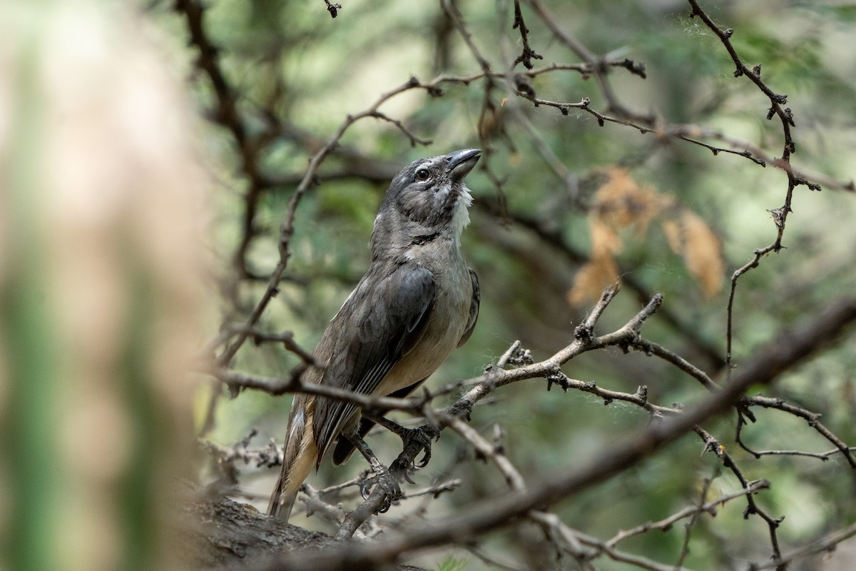 Olive-gray Saltator - ML634035260