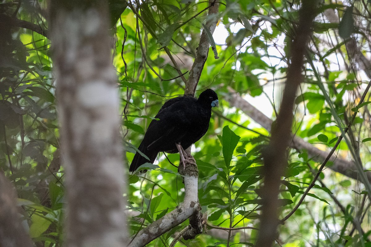 Blue-billed Curassow - ML634035346