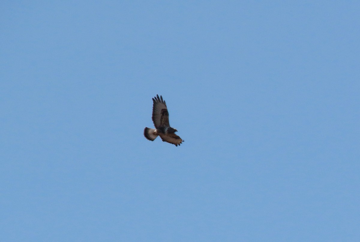 Rough-legged Hawk - ML634035354
