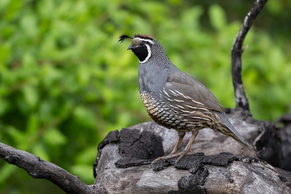 California Quail - ML634035596