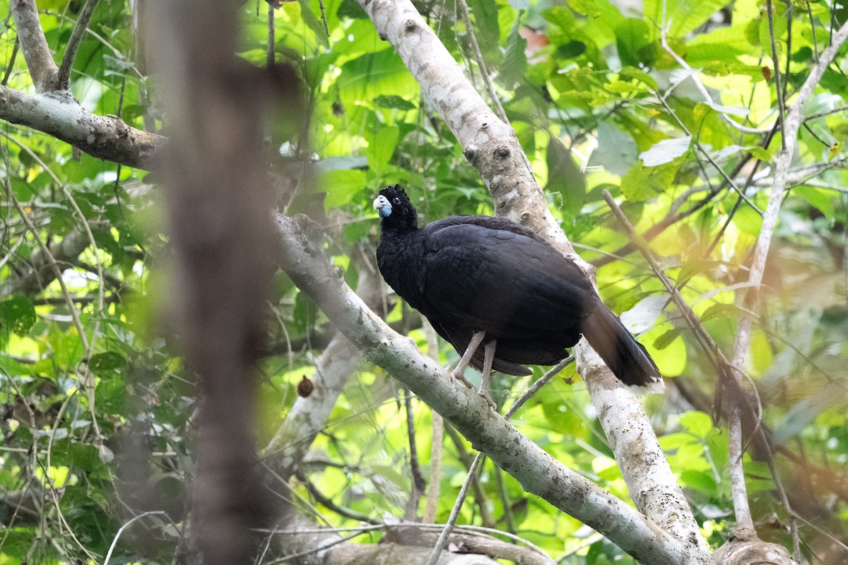 Blue-billed Curassow - ML634035602