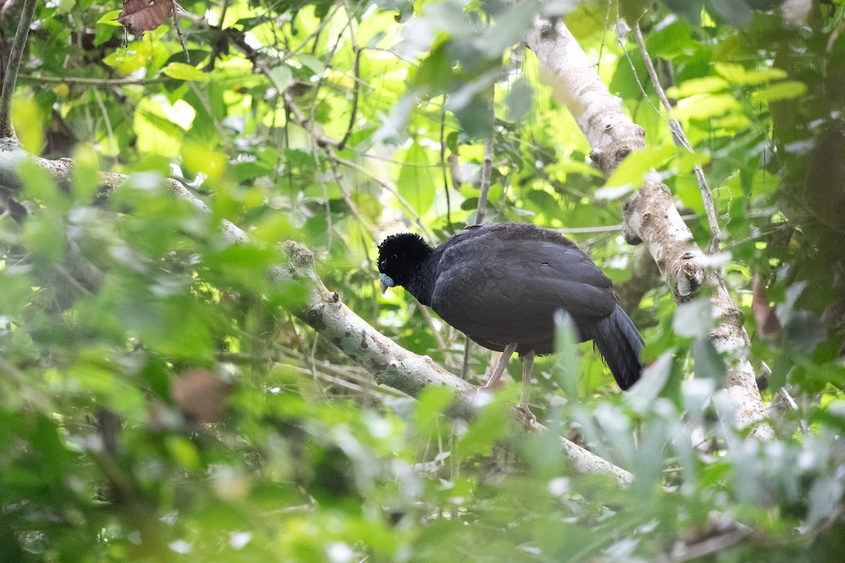 Blue-billed Curassow - ML634035613