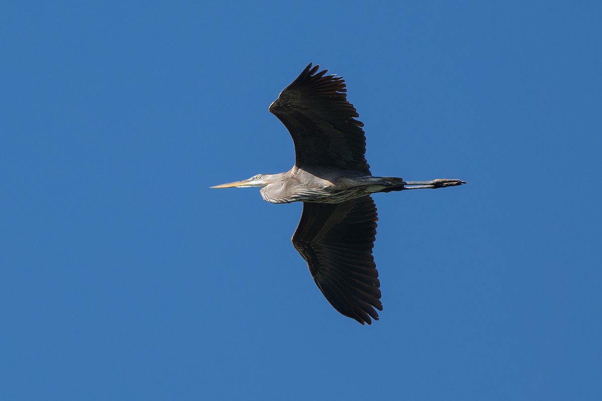 Great Blue Heron - ML634035720