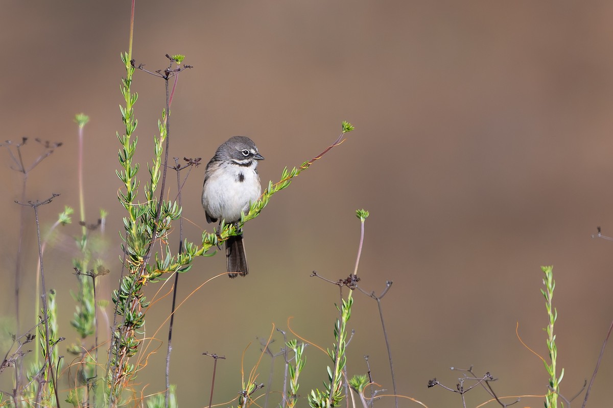Bell's Sparrow - ML634035734