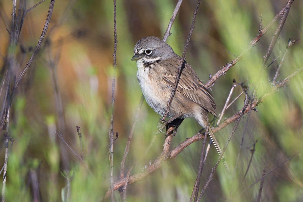 Bell's Sparrow - ML634035740