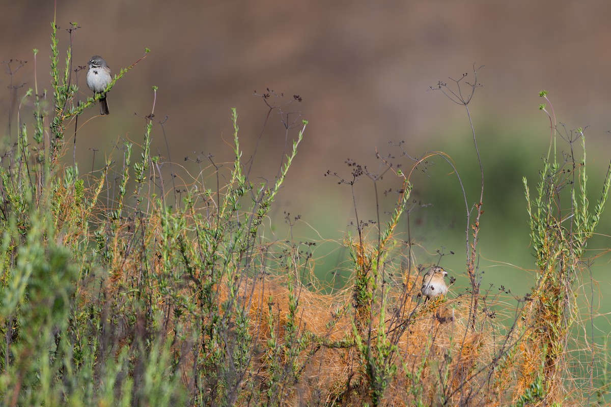 Bell's Sparrow - ML634035761