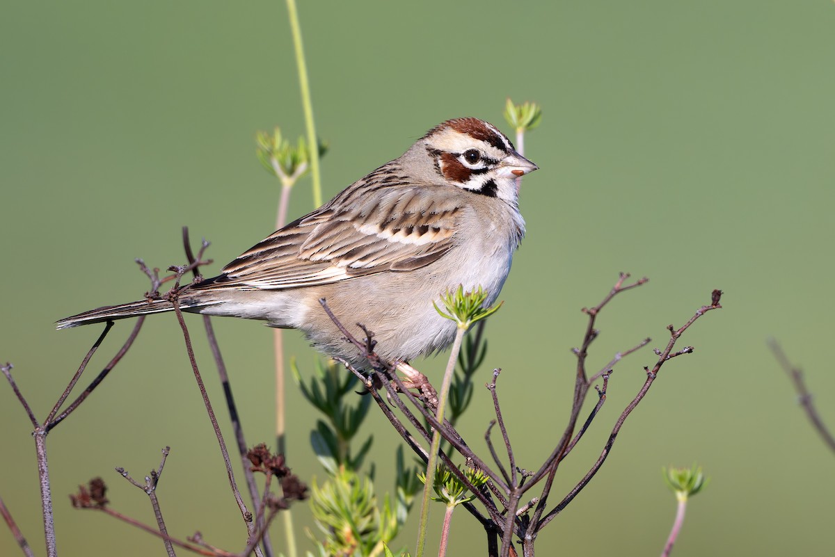 Lark Sparrow - ML634035771