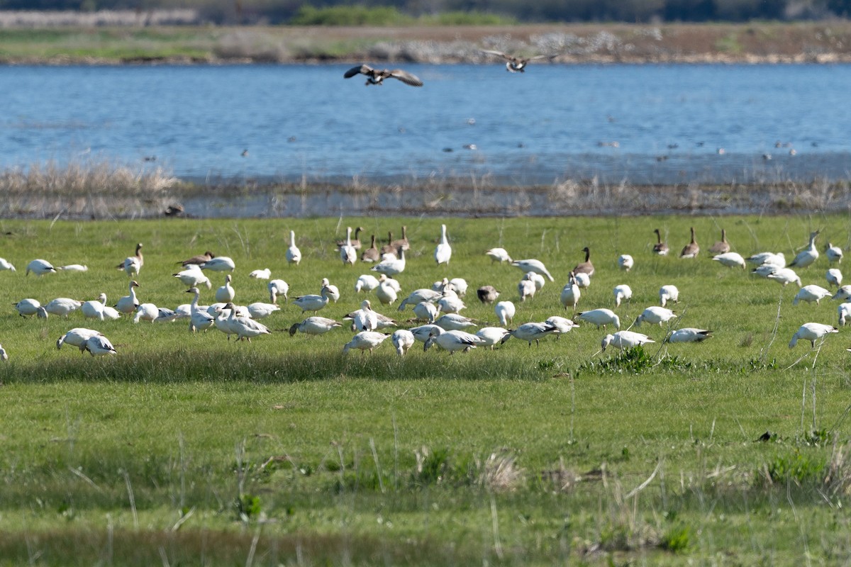 Цасны галуу - ML634035815