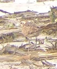 חופזי אמריקני - ML634035836