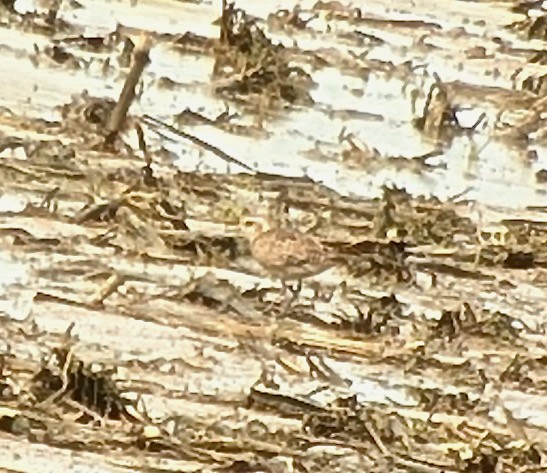 חופזי אמריקני - ML634035837