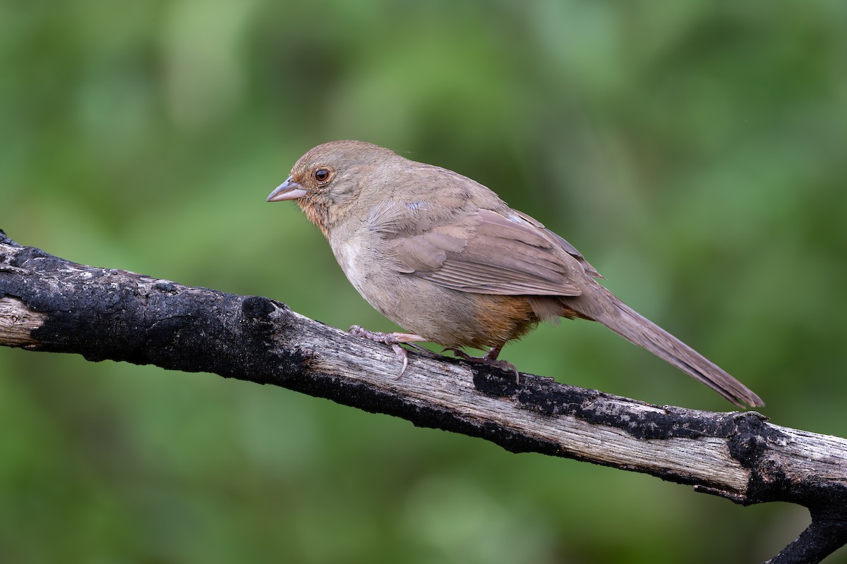 California Towhee - ML634035861