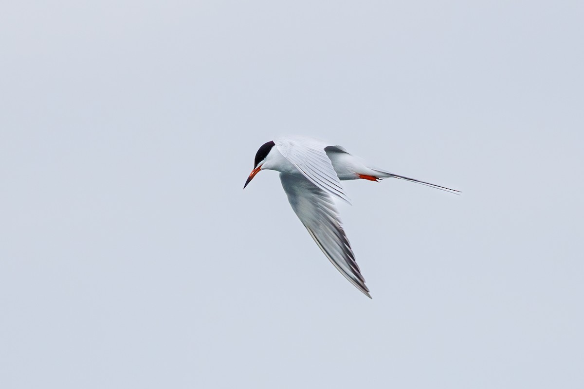 Forster's Tern - ML634035952