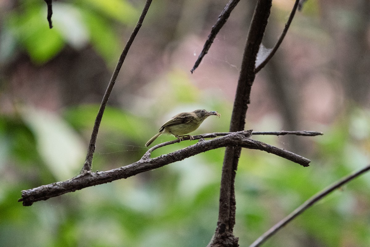 Southern Bentbill - ML634035992