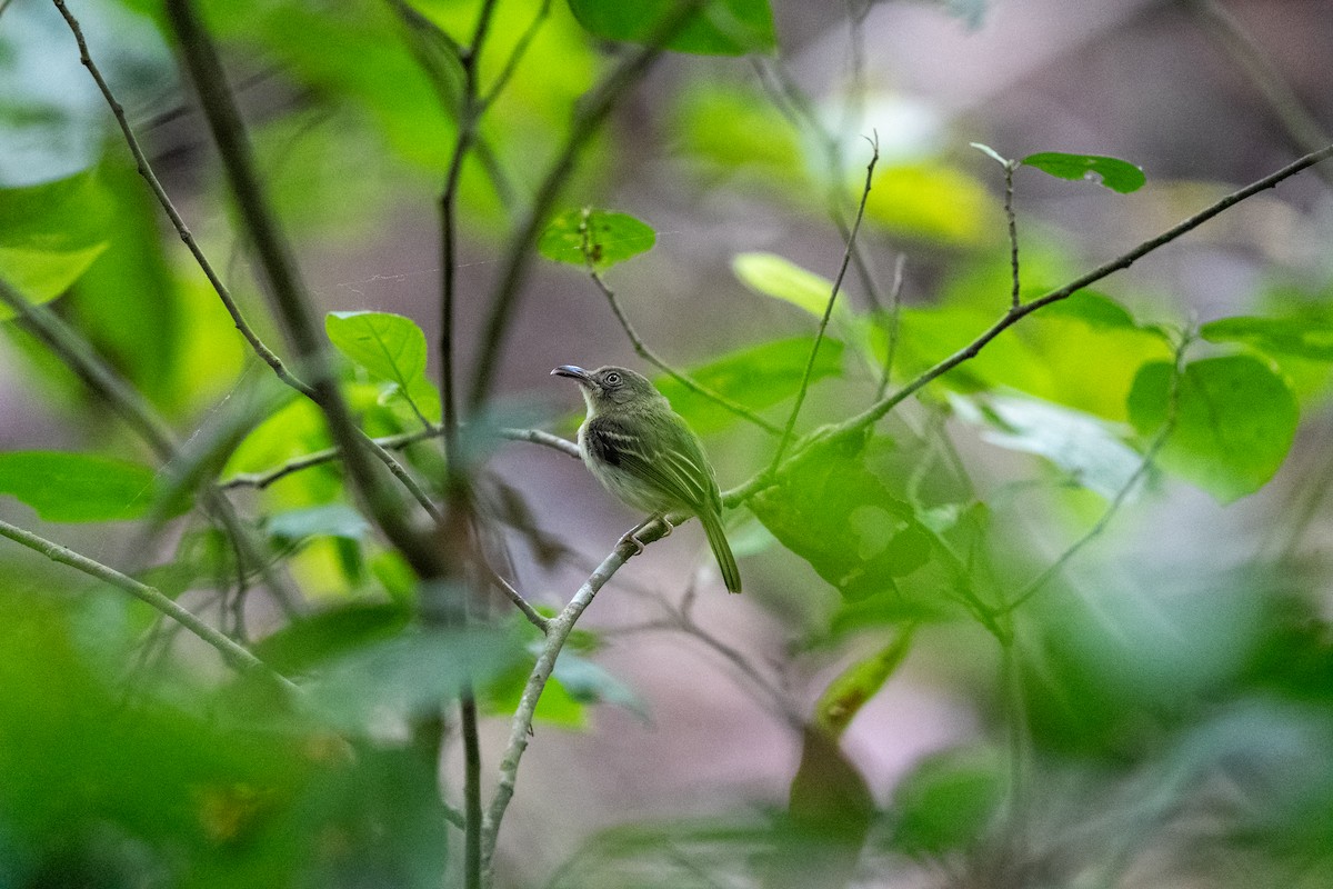 Southern Bentbill - ML634035994