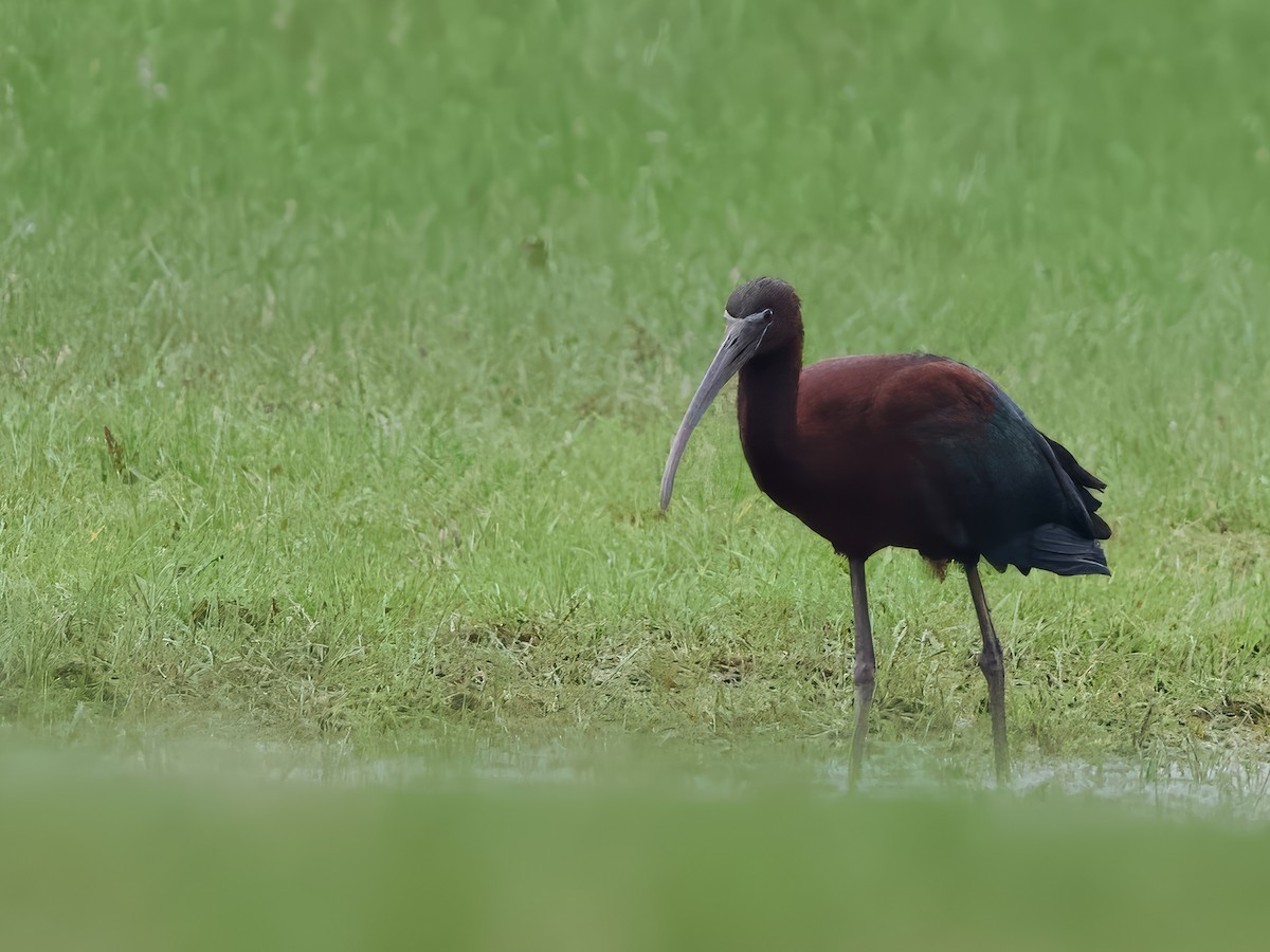 ブロンズトキ - ML634036054