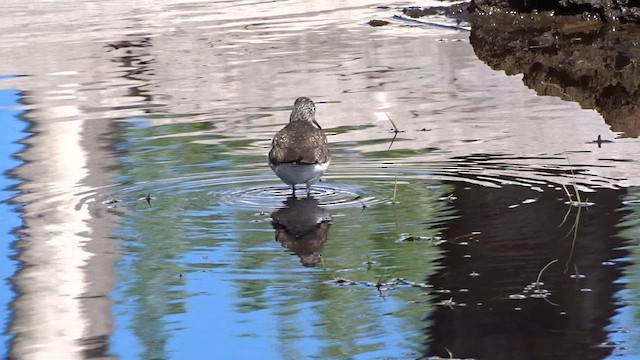 Solitary Sandpiper - ML634036239