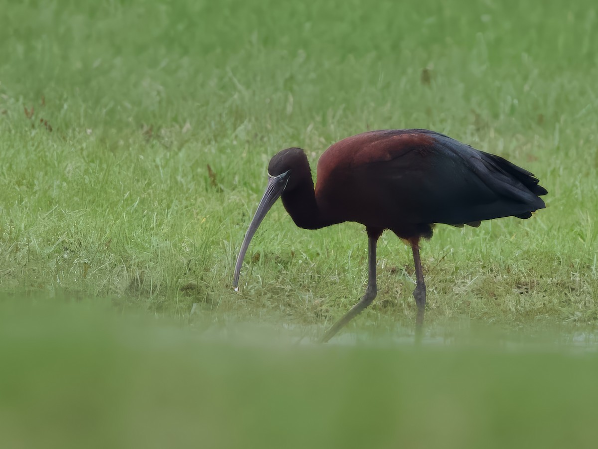 ブロンズトキ - ML634036359