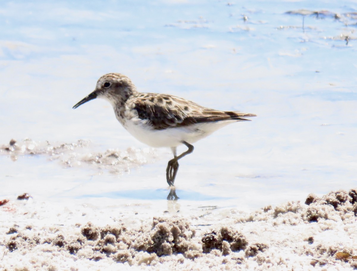 Calidris sp. (peep sp.) - ML634036386