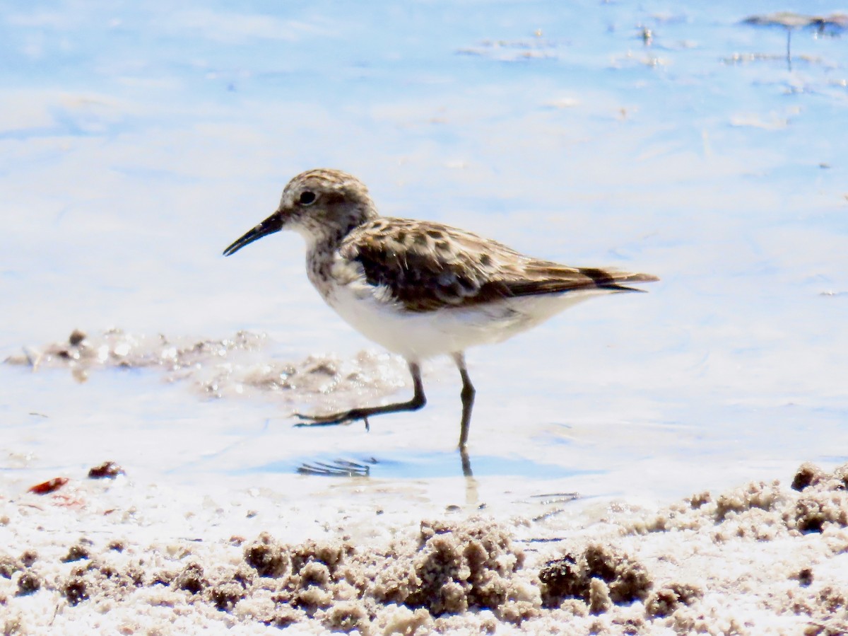 Calidris sp. (peep sp.) - ML634036398