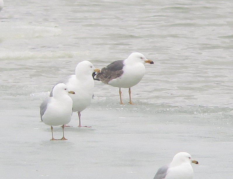 Lesser Black-backed Gull - ML634036439