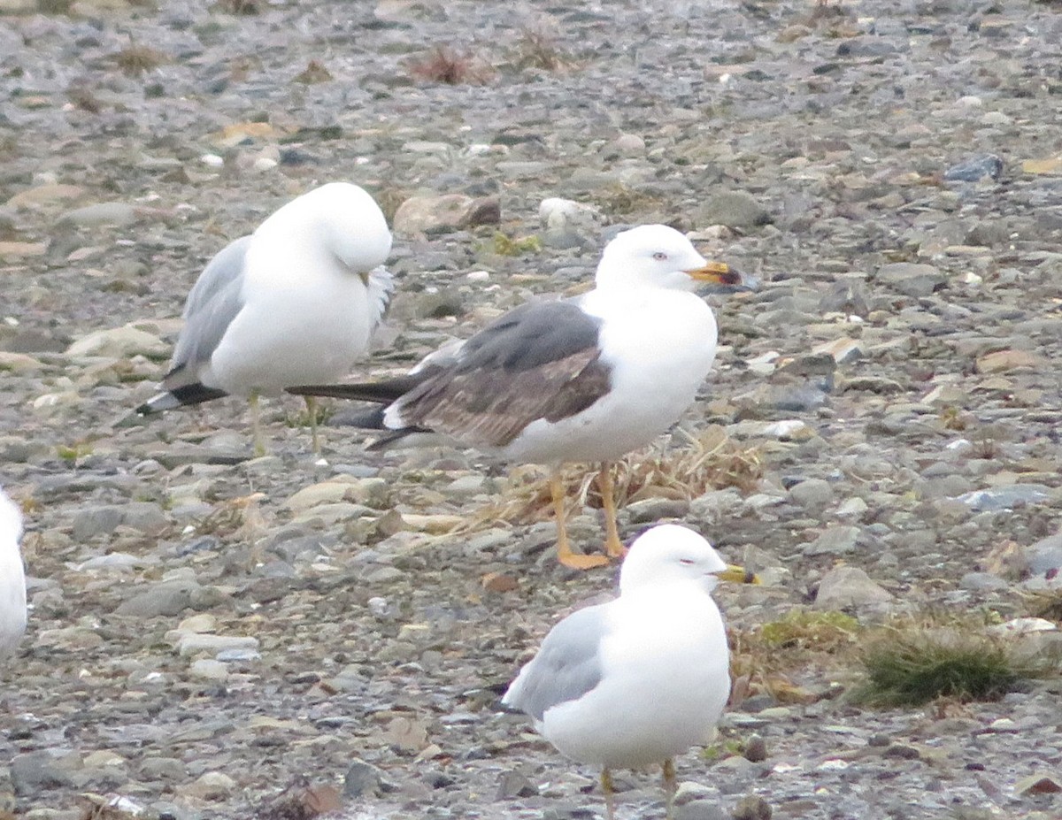 Lesser Black-backed Gull - ML634036440