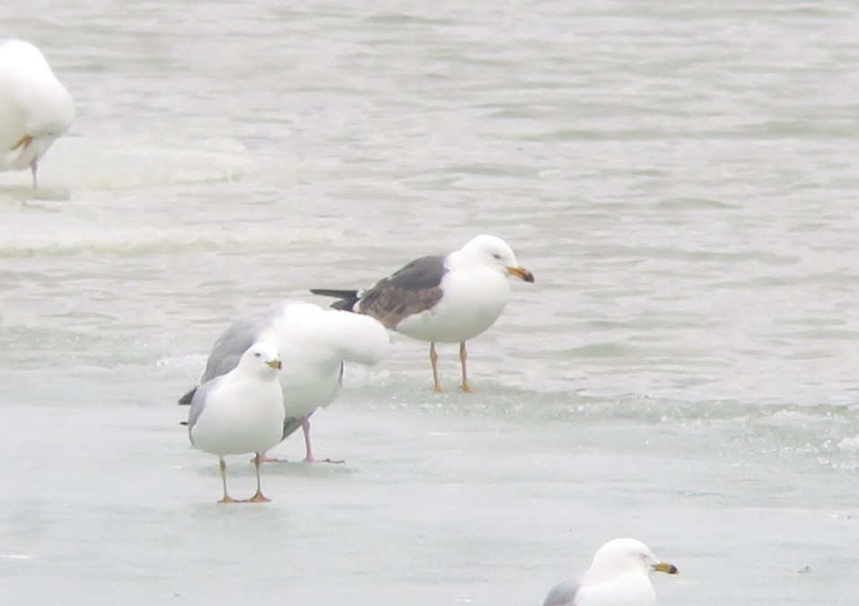 Lesser Black-backed Gull - ML634036441
