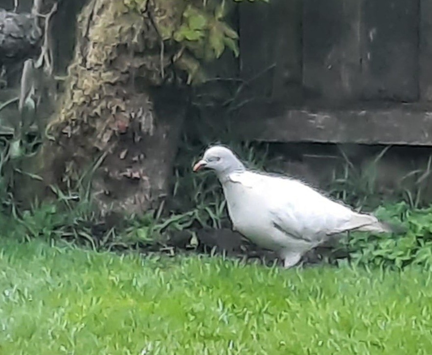 Common Wood-Pigeon - ML634036658